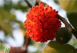 蒸構樹花兒的功效 蒸構樹花兒有什么功效？