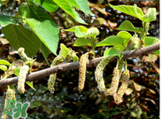 蒸構(gòu)樹花兒孕婦可以吃嗎？孕婦可以吃蒸構(gòu)樹花兒嗎？