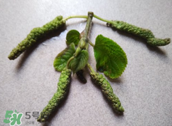 蒸構(gòu)樹花兒孕婦可以吃嗎？孕婦可以吃蒸構(gòu)樹花兒嗎？