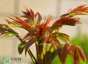 香椿會致癌嗎？香椿吃多了會致癌嗎？ 