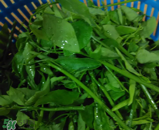 樹仔菜有毒嗎？樹仔菜有沒有毒？
