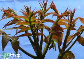 ?香椿癌癥病人能吃嗎？癌癥患者可以吃香椿嗎？