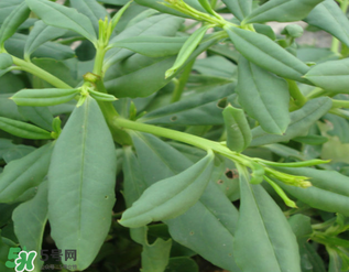 人參菜怎么吃？人參菜怎么吃好？