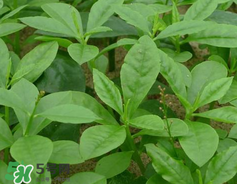 人參菜怎么吃？人參菜怎么吃好？