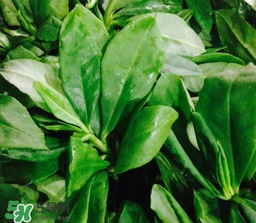 人參菜怎么吃？人參菜怎么吃好？