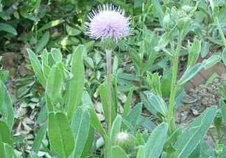 刺兒菜能吃嗎？刺兒菜可以吃嗎