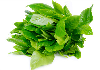 人參菜怎么吃？人參菜怎么吃好？