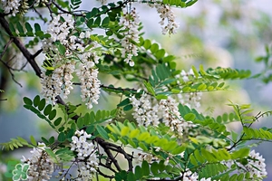 刺槐花幾月開？刺槐花什么時(shí)候開