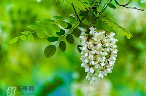 刺槐花幾月開？刺槐花什么時(shí)候開