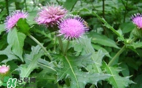 刺兒菜吃了有什么用？刺兒菜有什么功效
