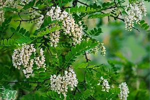 刺槐花幾月開？刺槐花什么時(shí)候開