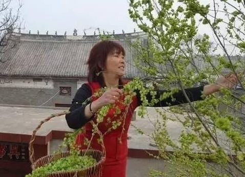 榆錢(qián)怎么蒸？蒸榆錢(qián)的做法