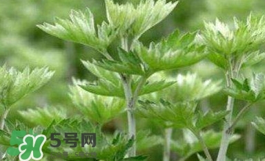 艾蒿能吃嗎？艾蒿能做菜吃嗎