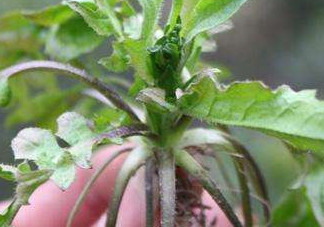 高血壓能吃刺兒菜嗎？刺兒菜能降血壓嗎