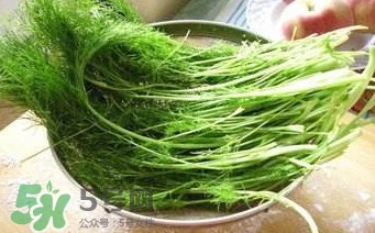 茴香苗有什么好處？茴香苗的功效與作用