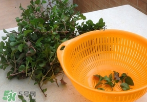 吃枸杞葉會過敏嗎？吃枸杞葉會不會過敏