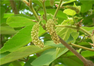 蒸構(gòu)樹花兒孕婦可以吃嗎？孕婦可以吃蒸構(gòu)樹花兒?jiǎn)幔?><p><strong>蒸構(gòu)樹花兒孕婦可以吃嗎？孕婦可以吃蒸構(gòu)樹花兒?jiǎn)幔?/strong></p></a></li> <li><a href=