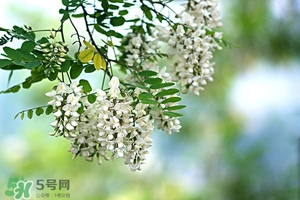 刺槐花幾月開？刺槐花什么時(shí)候開