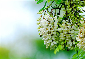 刺槐花幾月開？刺槐花什么時(shí)候開