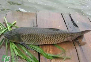 4月份可以釣草魚嗎？4月份如何釣草魚？