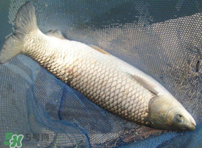 4月份可以釣草魚嗎？4月份如何釣草魚？