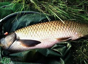 4月份可以釣草魚嗎？4月份如何釣草魚？