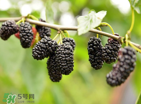 桑葚和菠蘿能一起吃嗎？桑葚可以和菠蘿一起吃嗎？