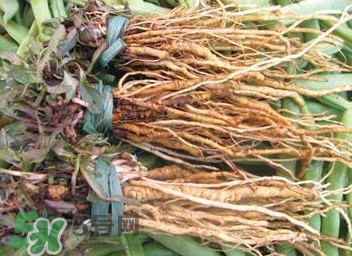 苦苣根哪里有賣？苦苣根茶在那里買的到