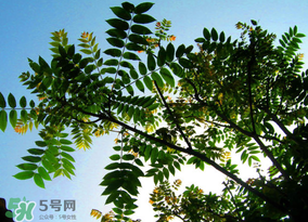 香椿放久了能吃嗎？香椿可以放多久？