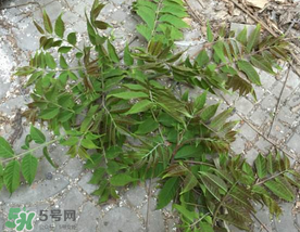 香椿長什么樣子？香椿長在什么地方？