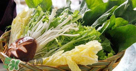 苦菊能涮火鍋吃嗎？苦菊可以涮火鍋嗎