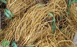 苦苣根哪里有賣？苦苣根茶在那里買的到