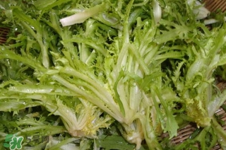 苦菊苦嗎？苦菊苦不苦