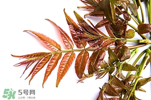香椿樹什么時(shí)候發(fā)芽？香椿樹什么時(shí)候種植