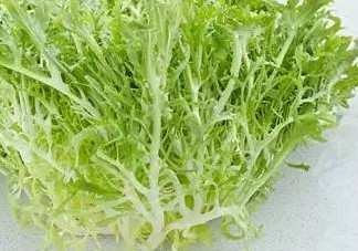 苦菊和苦苣是一種植物嗎？苦菊是不是苦苣