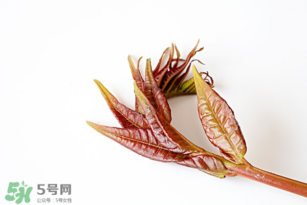 香椿葉怎么吃？香椿葉的吃法