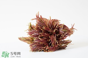 香椿樹什么時(shí)候發(fā)芽？香椿樹什么時(shí)候種植