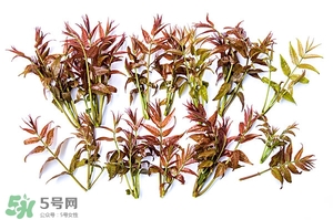 香椿樹什么時(shí)候發(fā)芽？香椿樹什么時(shí)候種植