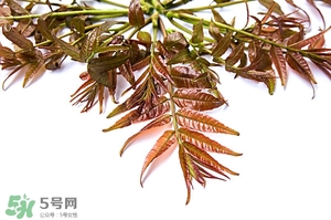 香椿樹什么時(shí)候發(fā)芽？香椿樹什么時(shí)候種植