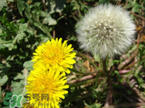 婆婆丁花能吃嗎？婆婆丁花可以吃嗎？