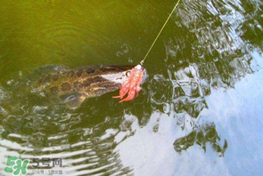 四月份能路亞黑魚(yú)嗎？路亞黑魚(yú)什么時(shí)間最好？