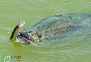四月份能路亞黑魚(yú)嗎？路亞黑魚(yú)什么時(shí)間最好？
