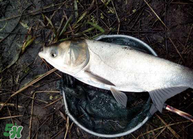 4月份能釣鰱魚(yú)嗎？四月份能釣鰱魚(yú)嗎？