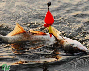 4月份能釣鰱魚(yú)嗎？四月份能釣鰱魚(yú)嗎？