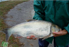 4月份能釣鰱魚(yú)嗎？四月份能釣鰱魚(yú)嗎？