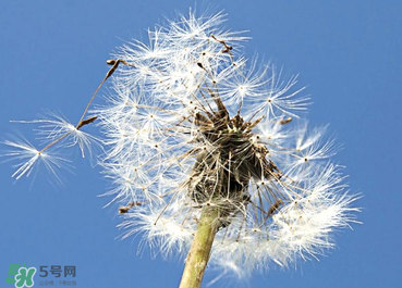 婆婆丁能治糖尿病嗎？婆婆丁可以治糖尿病嗎？