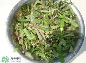 曲曲菜孕婦能吃嗎？孕婦可以吃曲曲菜嗎？