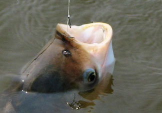 4月份能釣鰱魚(yú)嗎？四月份能釣鰱魚(yú)嗎？