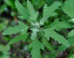 灰菜有毒嗎？不能吃的灰菜圖片