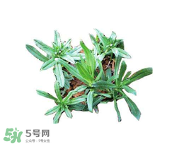 曲曲菜有什么功效？曲曲菜的功效與禁忌